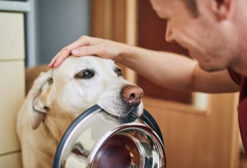How to Properly Feed Your Pet: Building a Routine That Actually Fits Real Life