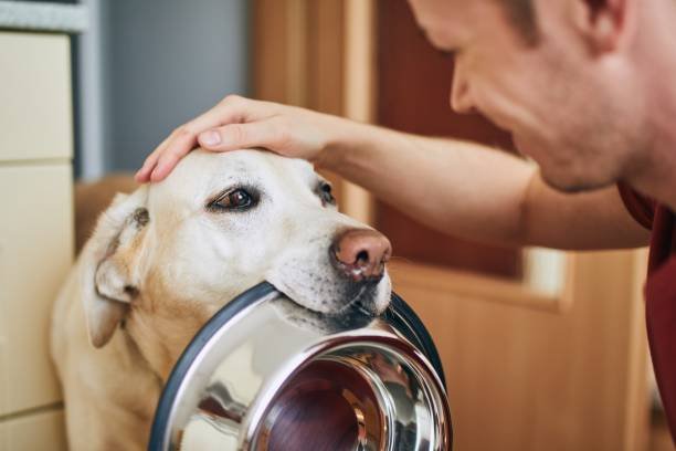How to Properly Feed Your Pet: Building a Routine That Actually Fits Real Life