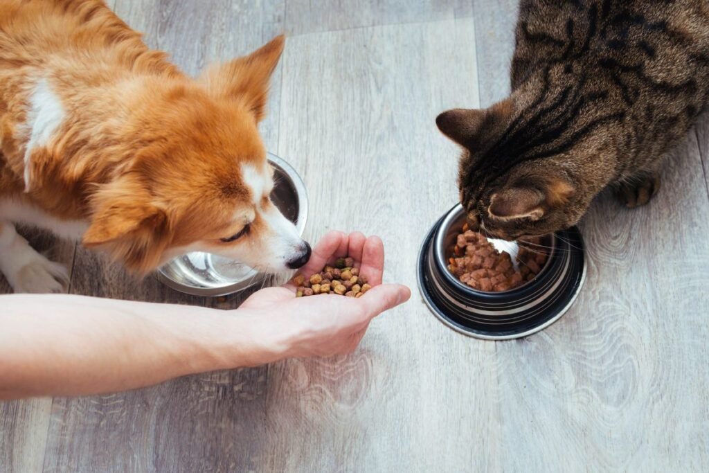 feeding dogs and cats together at home