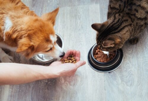 Feeding Dogs and Cats Differently Under One Roof: A Multi-Pet Household Guide