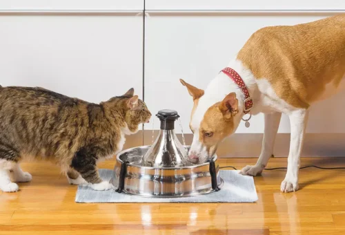 Hydration and Kidney Health: Why Water Intake Matters as Much as What’s in the Bowl