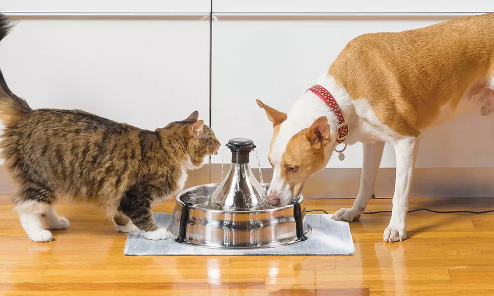 Hydration and Kidney Health: Why Water Intake Matters as Much as What’s in the Bowl