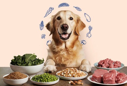 Named Meat vs. Meat By-Products in Dog Food: What the Difference Actually Means
