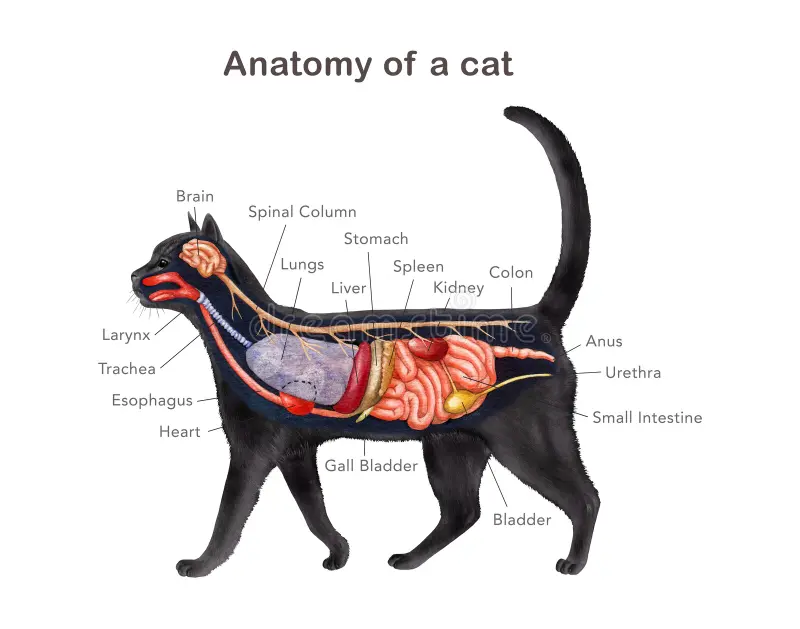 The Cat Gut Microbiome: Why Cats Process Food Differently Than Dogs