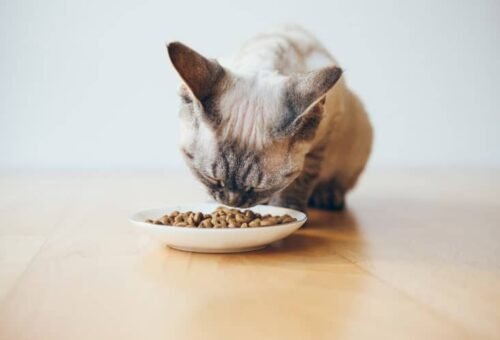 Do Cats Need Supplements? Why “Complete and Balanced” Usually Means No