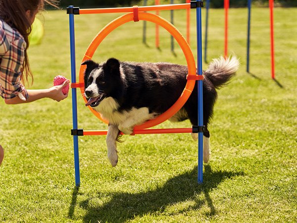 Do Dogs Need Supplements? A Nutrient-by-Nutrient Reality Check